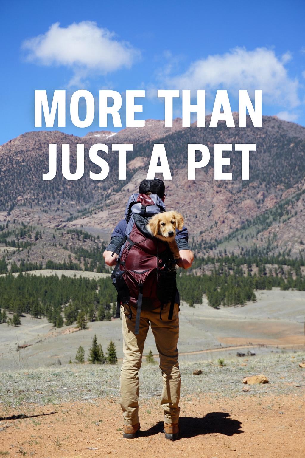 Why Having a Dog