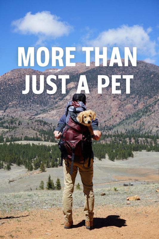 Why Having a Dog
